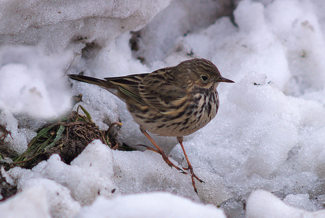 Pispola (Anthus pratensis) nella neve